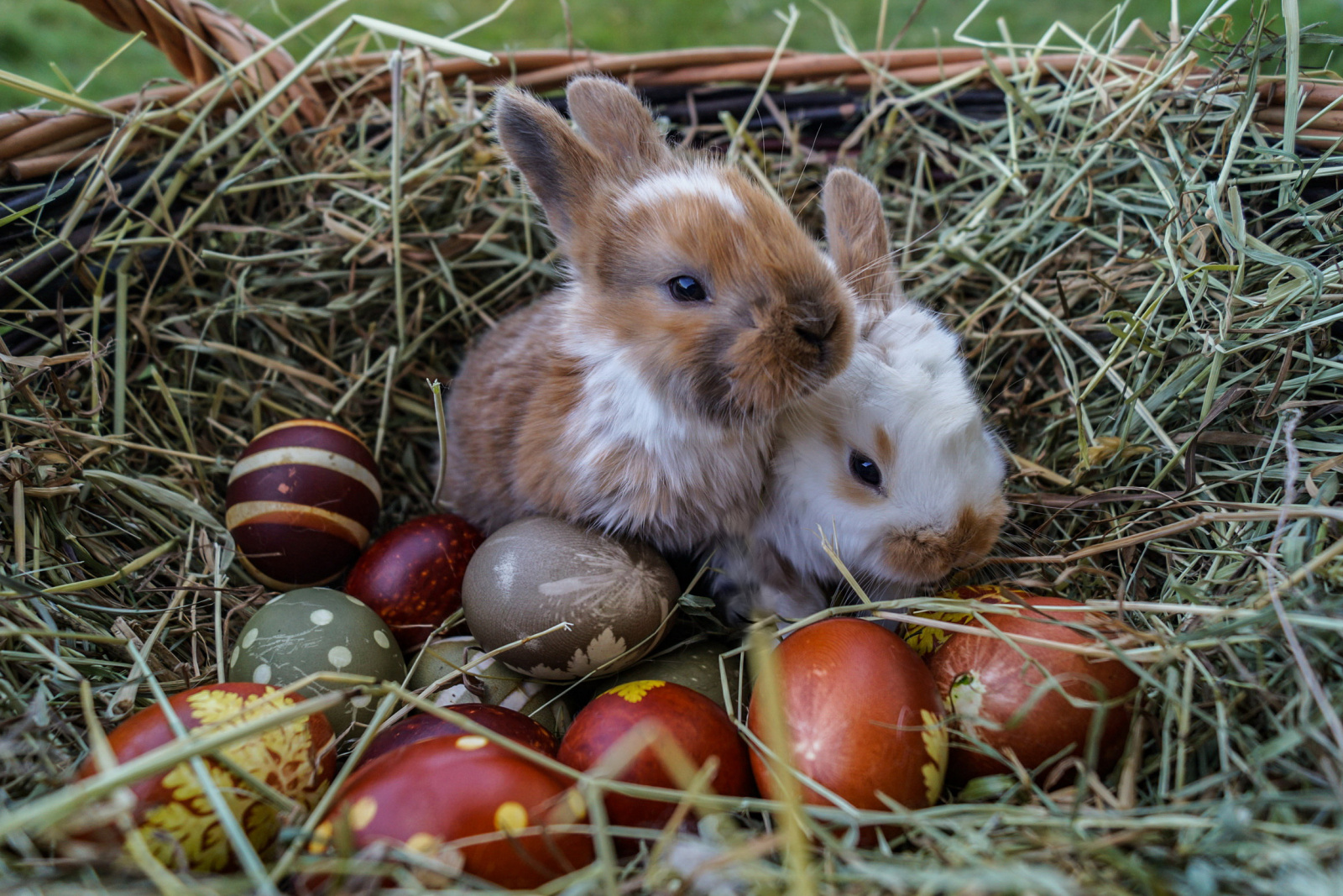                                 - Beer Holzbau wünscht frohe Ostern 